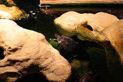 Killikus&reg; Fotographie